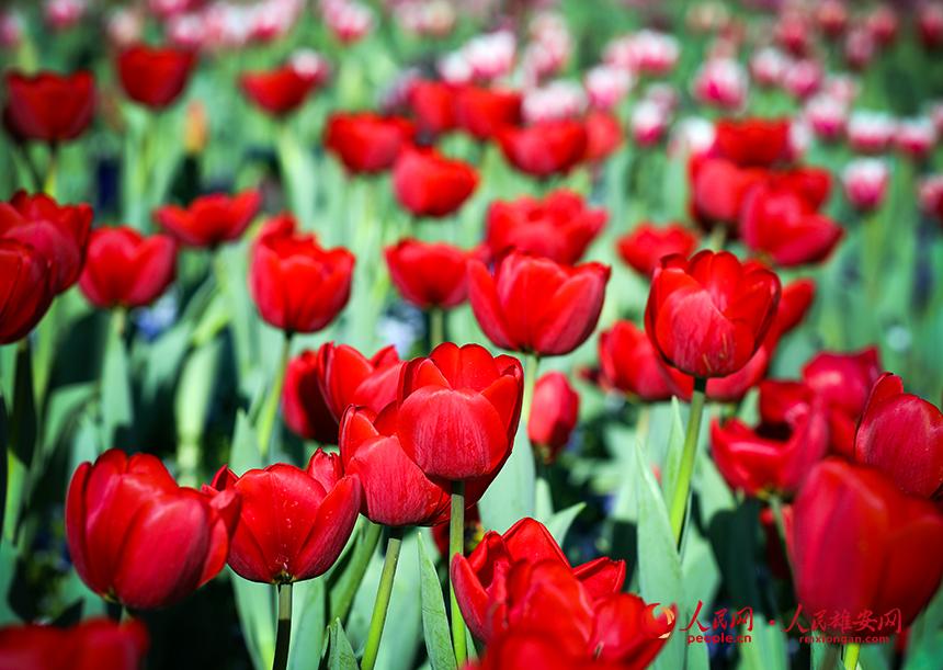 雄安悅?cè)莨珗@郁金香盛放。人民網(wǎng)宋燁文攝