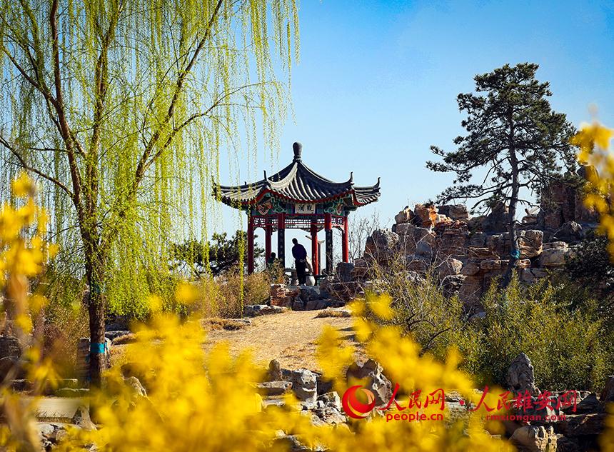 雄安郊野公園內(nèi)迎春花開，柳樹抽芽。人民網(wǎng)宋燁文攝