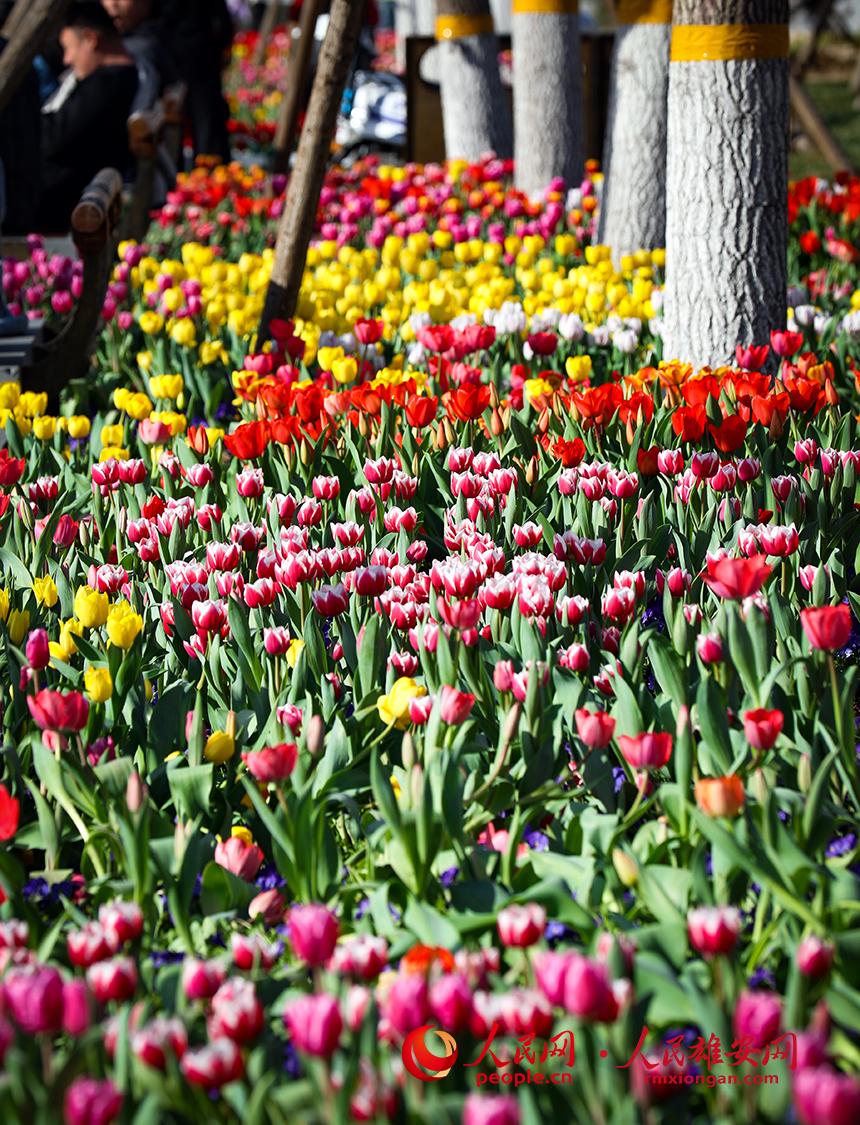 雄安悅?cè)莨珗@郁金香盛放。人民網(wǎng)宋燁文攝