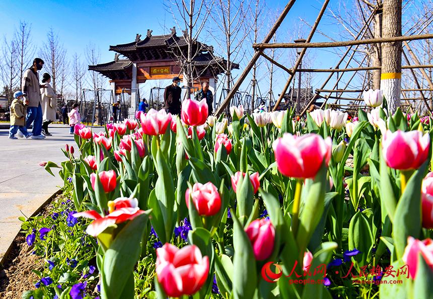 雄安悅?cè)莨珗@郁金香盛放，吸引了眾多游客前來踏青賞花。人民網(wǎng)宋燁文攝