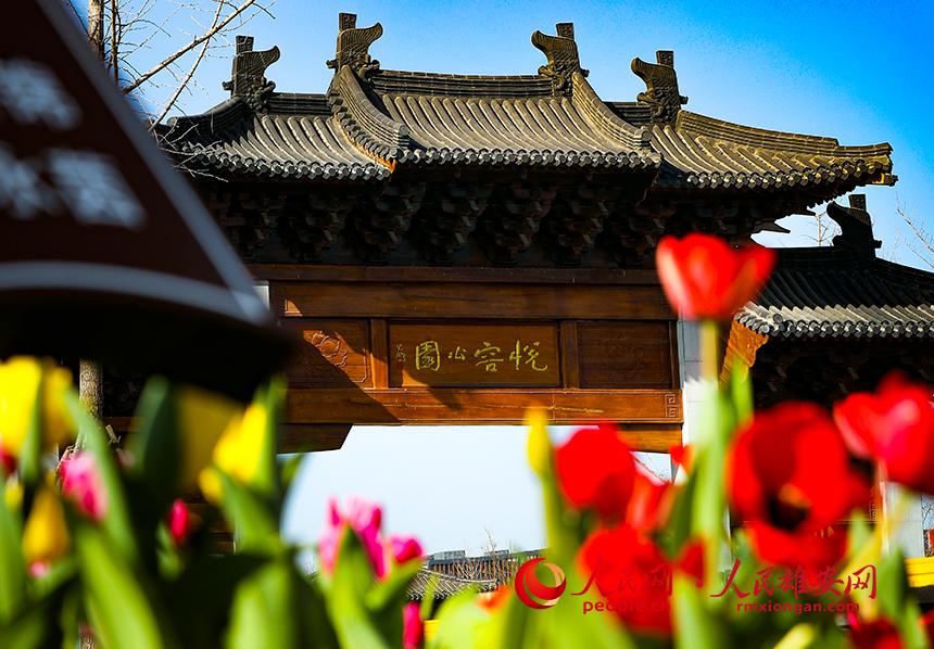 雄安悅?cè)莨珗@郁金香盛放。人民網(wǎng)宋燁文攝
