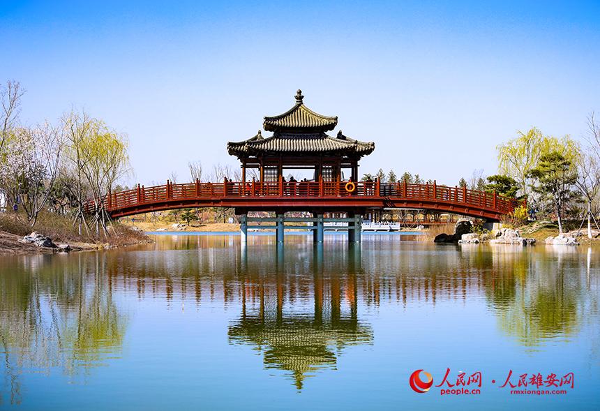雄安悅?cè)莨珗@一角，微風(fēng)吹動水面，泛起陣陣漣漪。人民網(wǎng)宋燁文攝