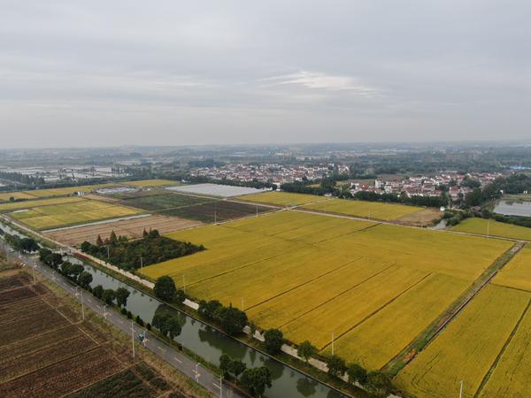 雙游村。受訪者供圖