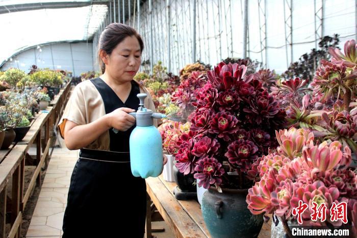 郭雪蘋對多肉進行日常管護?！≈苡?攝