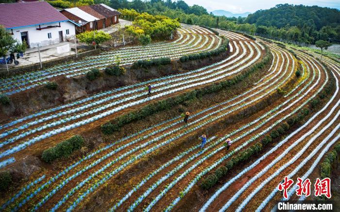 湖北遠(yuǎn)安:農(nóng)旅融合助“高山村”變“幸福村”
